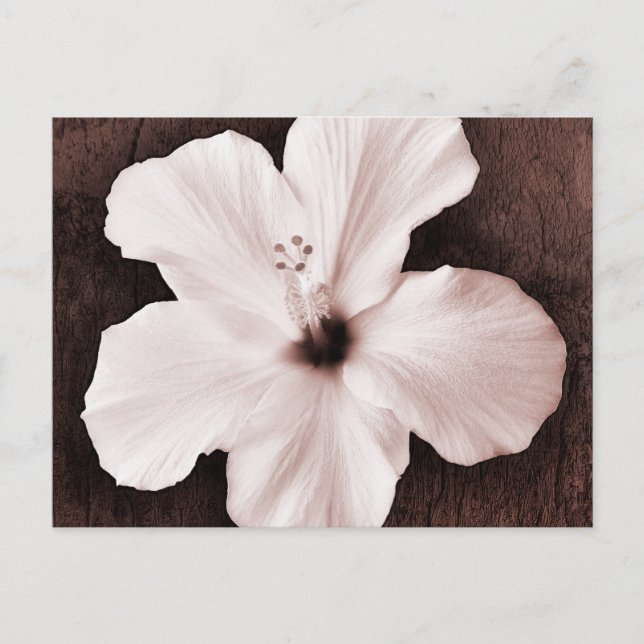 Carte Postale Hibiscus hawaïen blanc Sepia Fleur tropicale (Devant)