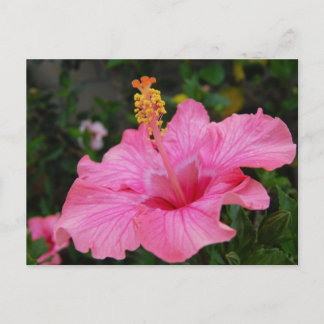 Carte Postale Hibiscus Hawaii rose