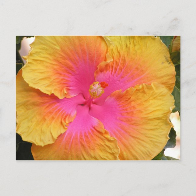 Carte postale Hibiscus hybride (Devant)