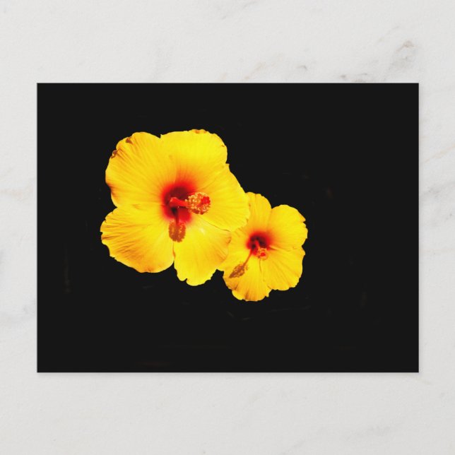 Carte postale Hibiscus jaune (Devant)