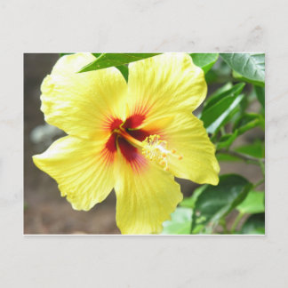 Carte Postale Hibiscus jaune