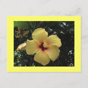 Carte postale Hibiscus jaune