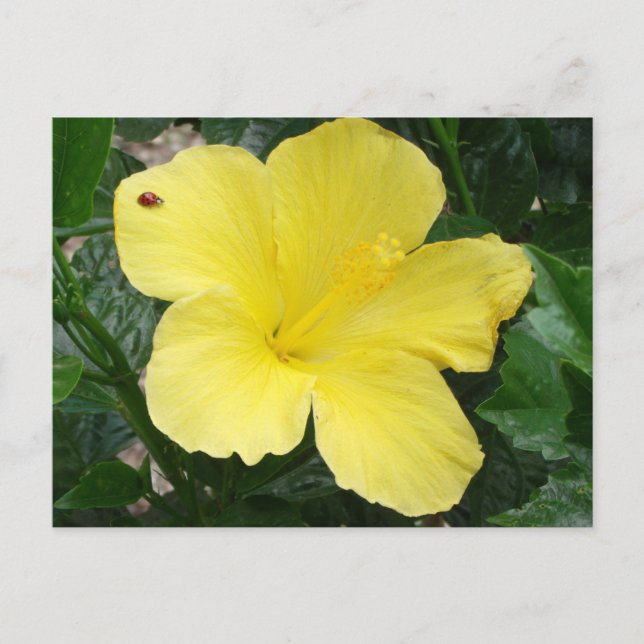 Carte postale Hibiscus jaune (Devant)