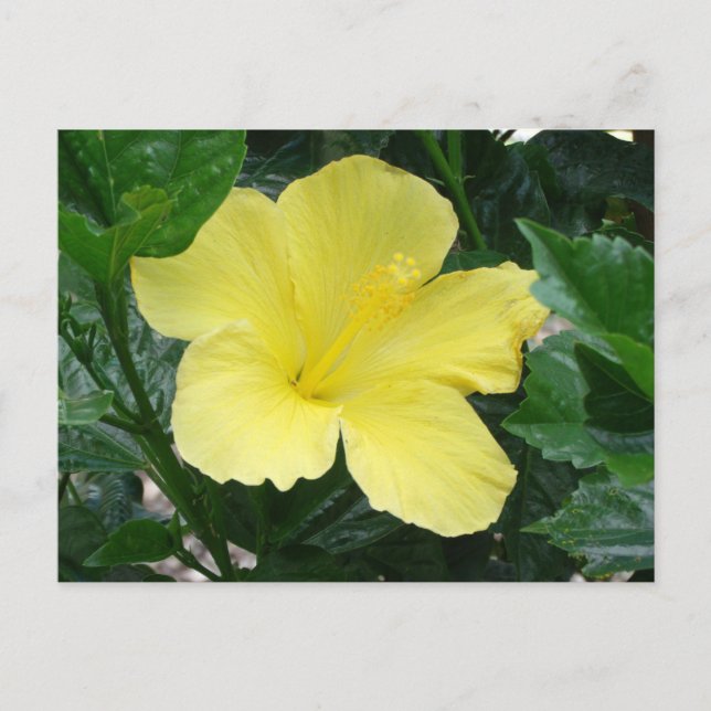 Carte postale Hibiscus jaune (Devant)