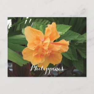 Carte Postale Hibiscus jaune des Philippines Gumamela