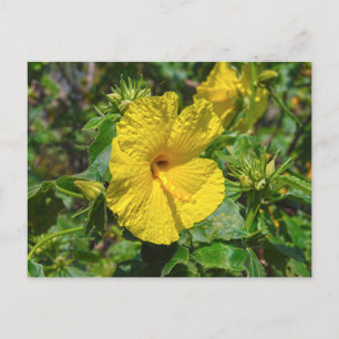 Carte Postale Hibiscus jaune Fleur d'État Hawaii