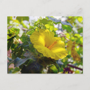 Carte Postale Hibiscus jaune Fleur d'État Hawaii