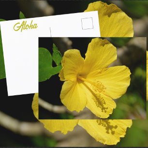 Carte Postale Hibiscus jaune hawaïen Photographie botanique