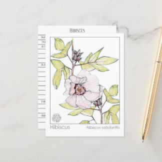 Carte Postale Hibiscus Materia Medica Monograph Herbal Study