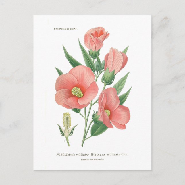 Carte Postale Hibiscus militaris (Devant)