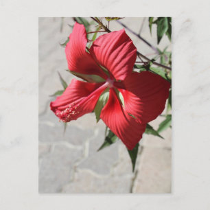 Carte Postale Hibiscus n° 2