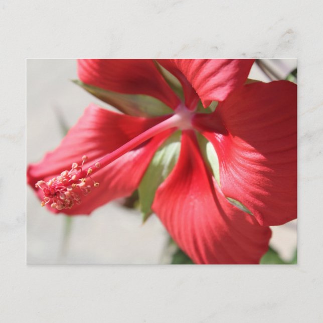 Carte Postale Hibiscus n° 3 (Devant)