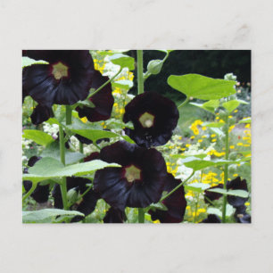 Carte Postale Hibiscus noir