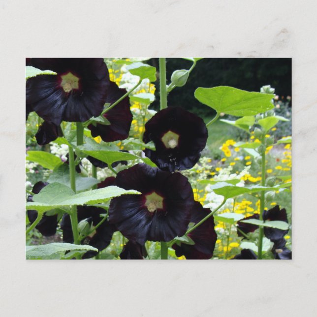 Carte Postale Hibiscus noir (Devant)