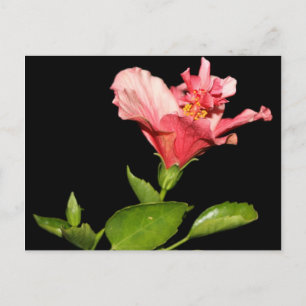 Carte Postale Hibiscus @ Nuit