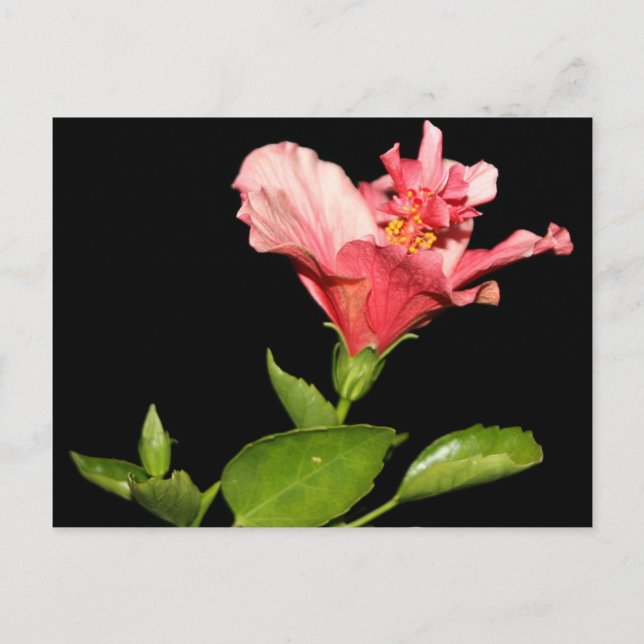 Carte Postale Hibiscus @ Nuit (Devant)