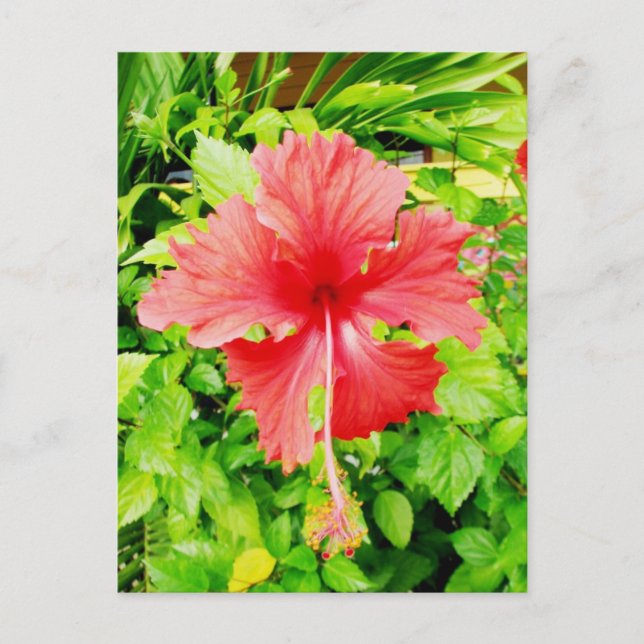 Carte Postale Hibiscus, Placencia, Belize (Devant)