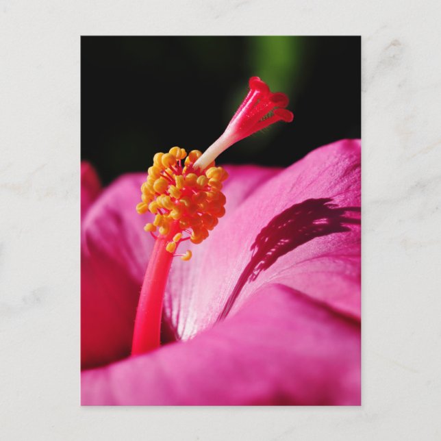 Carte Postale Hibiscus rosa-sinensis - closeuse d'un Hibiscus (Devant)
