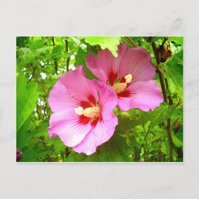 Carte postale Hibiscus rose (Devant)