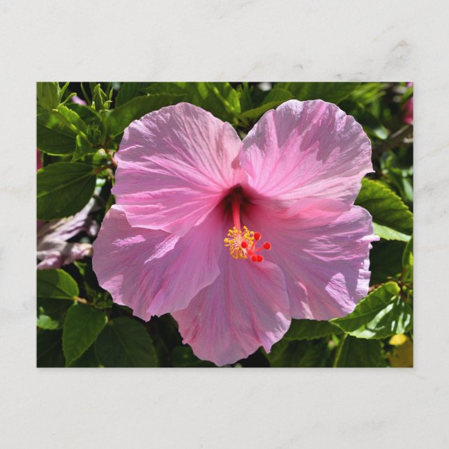 Carte Postale Hibiscus rose (Devant)