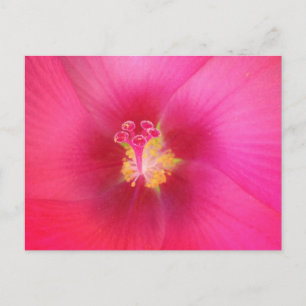 Carte postale Hibiscus rose