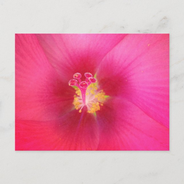 Carte postale Hibiscus rose (Devant)