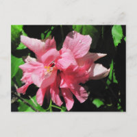 Carte postale Hibiscus rose double