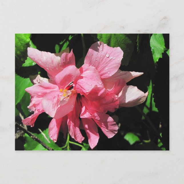 Carte postale Hibiscus rose double (Devant)