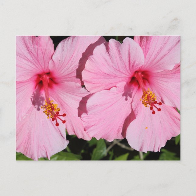 Carte postale Hibiscus rose double (Devant)