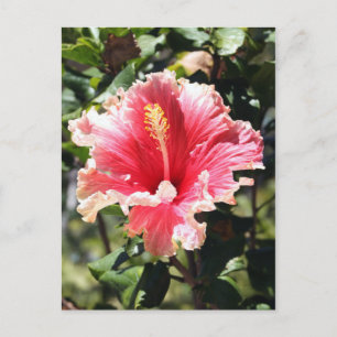 Carte postale Hibiscus rose et pêche
