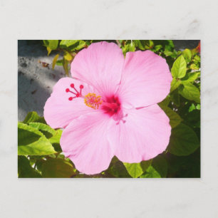 Carte Postale Hibiscus rose Fleur tropicale