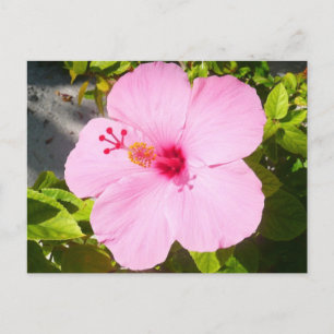 Carte Postale Hibiscus rose Fleur tropicale