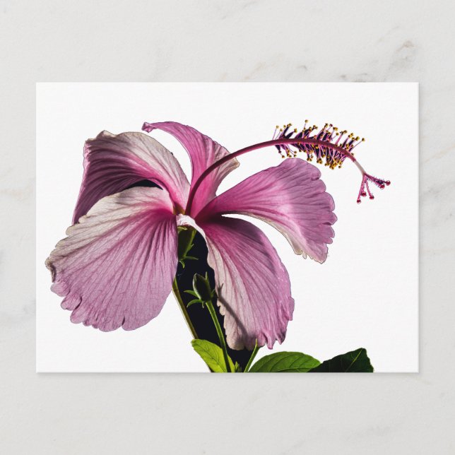 Carte Postale Hibiscus rose Vue latérale (Devant)
