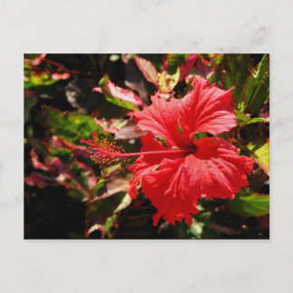 Carte Postale Hibiscus rouge