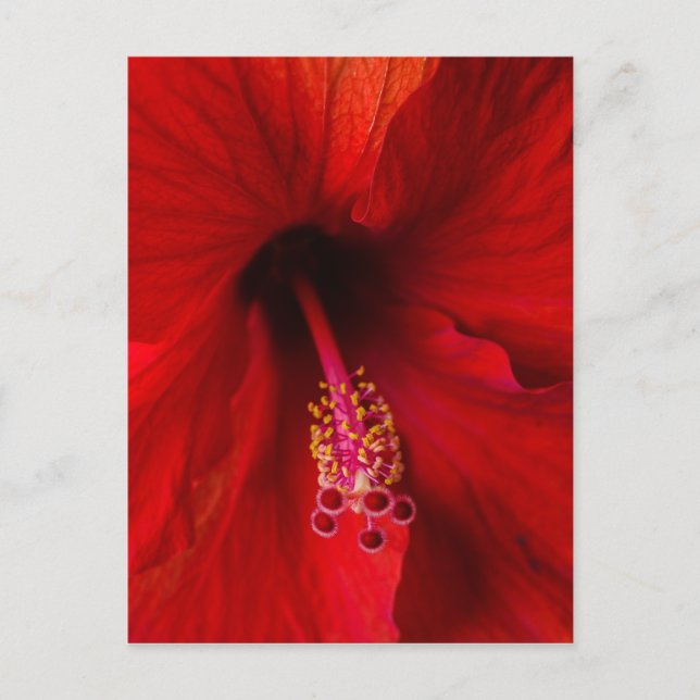 Carte Postale Hibiscus rouge (Devant)