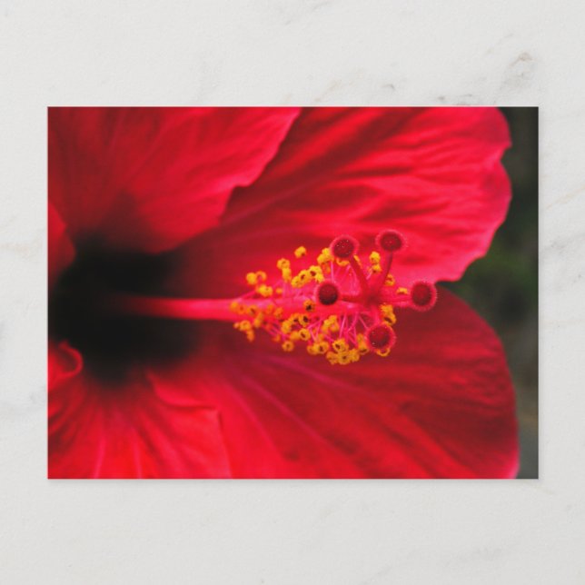 Carte Postale Hibiscus rouge (Devant)
