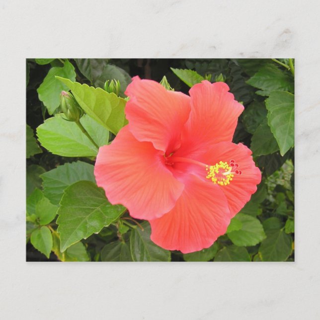 Carte Postale Hibiscus rouge (Devant)