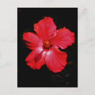 Carte Postale Hibiscus rouge