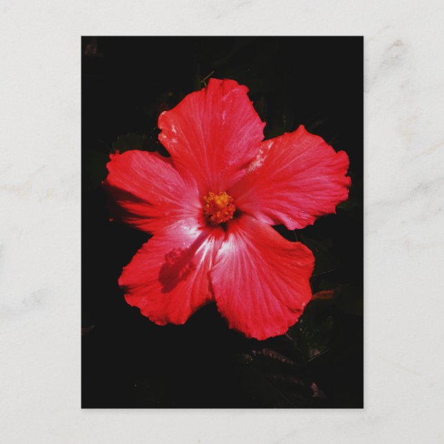 Carte Postale Hibiscus rouge (Devant)