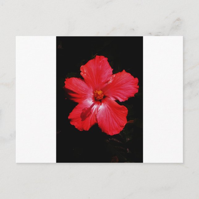 Carte Postale Hibiscus rouge (Devant)