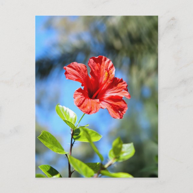 Carte Postale Hibiscus rouge (Devant)