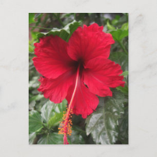 Carte Postale Hibiscus rouge 1