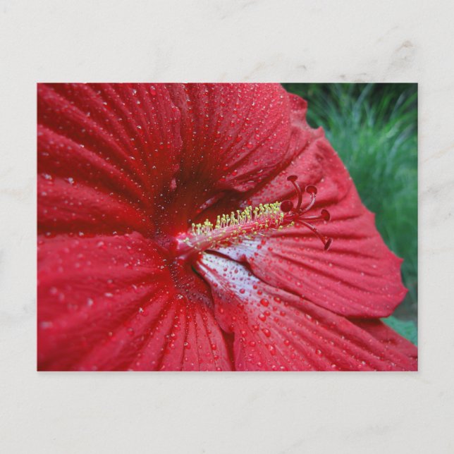 Carte Postale Hibiscus Rouge Avec Arrosage (Devant)
