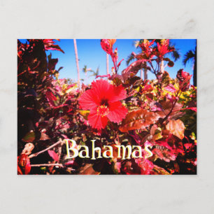 Carte Postale Hibiscus rouge Bahamas