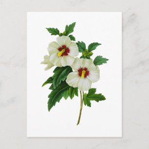 Carte Postale Hibiscus rouge et blanc par Pierre Joseph Redoute
