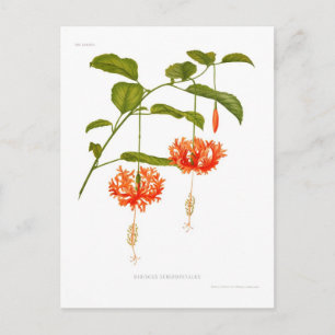 Carte Postale Hibiscus schizopétale