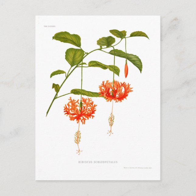Carte Postale Hibiscus schizopétale (Devant)