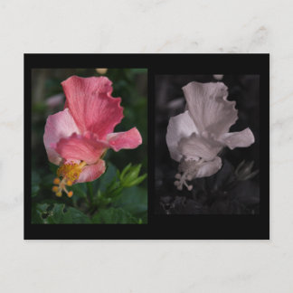 Carte postale Hibiscus tordu