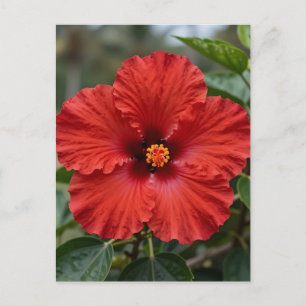 Carte Postale Hibiscus Tropical Rouge Vibrant en Fleur