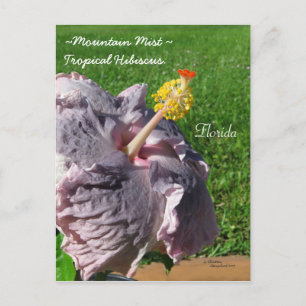 Carte postale hibiscus tropical violet de lavande